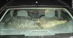 alligator-rides-shotgun.jpg